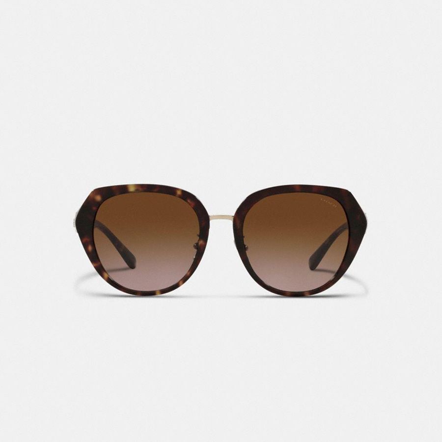 Lentes de Sol COACH Horse And Carriage Oversized Round Mujer Marrom | ZCPK-35871
